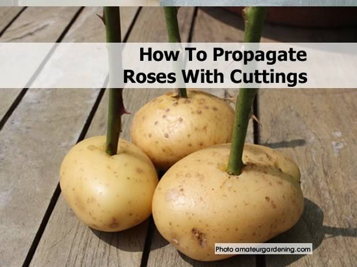 How To Propagate Roses From Cuttings: Transform Your Garden with Expert Tips