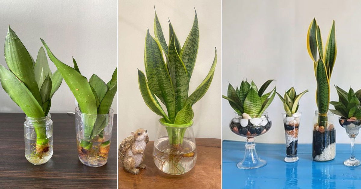 The Dos and Donts of Watering Snake Plants