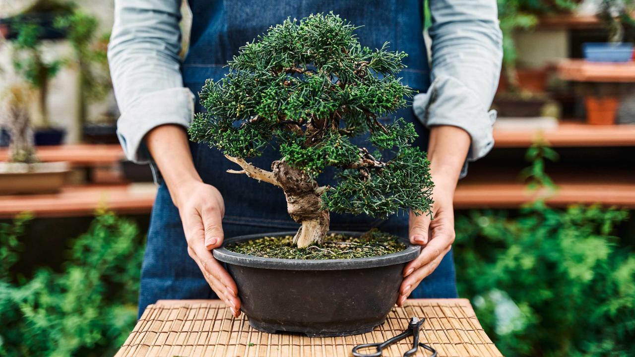 Bonsai Care Tips for Indoor and Outdoor Bonsai Trees