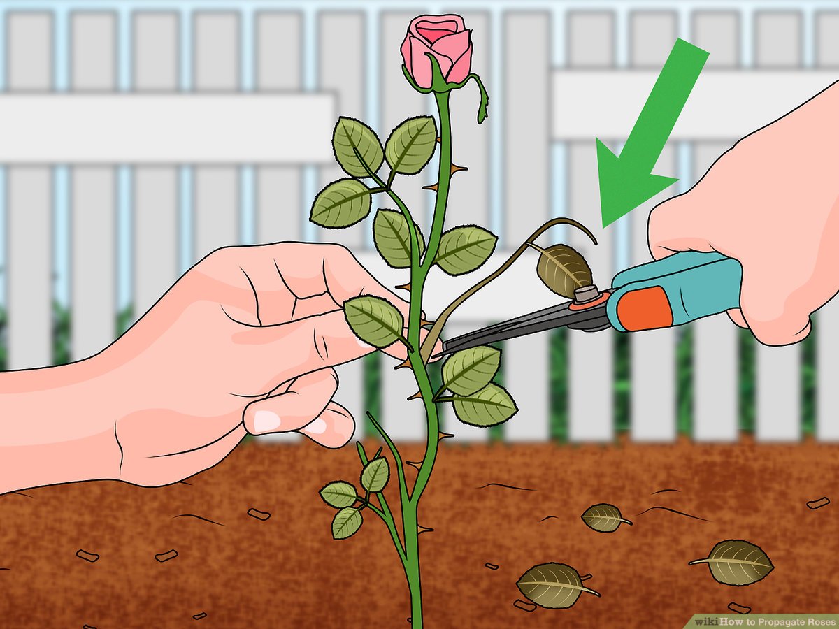 How To Propagate Roses From Cuttings: Transform Your Garden with Expert Tips