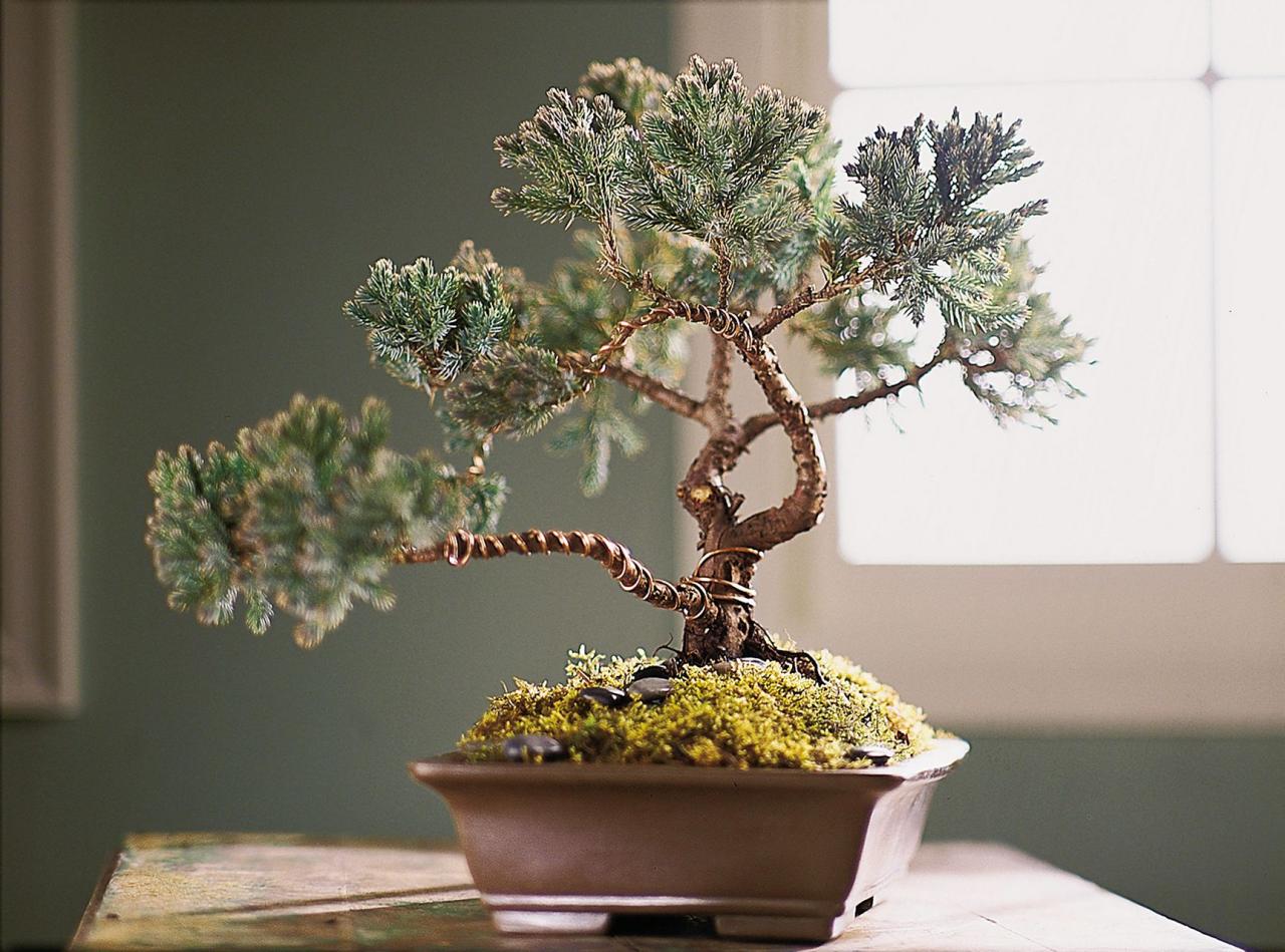 Bonsai Pots: Understanding Their Role in Tree Health