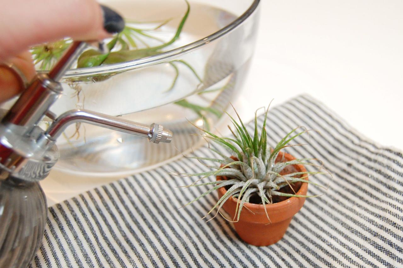 How to Water Air Plants While Traveling