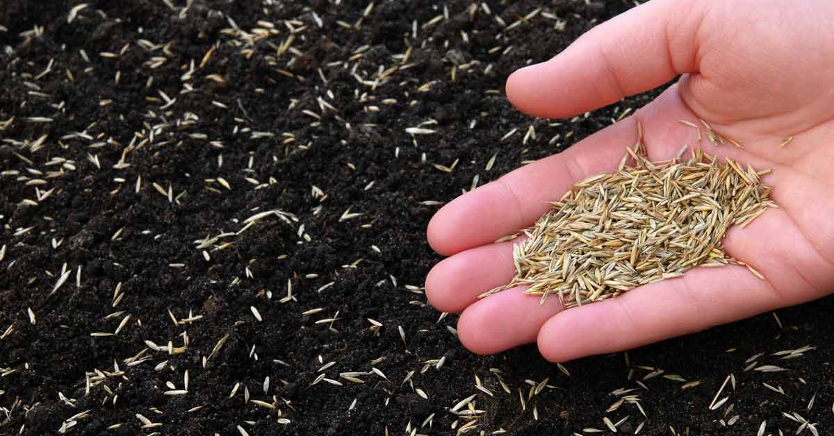 Plant Grass Seed for a Vibrant Lawn: The Perfect Time & Tips