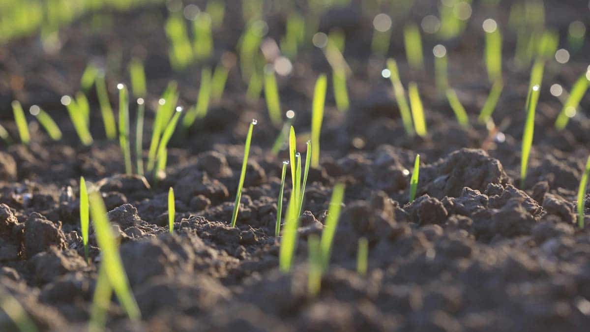 How to Determine the Right Time to Sow Grass Seed in the UK