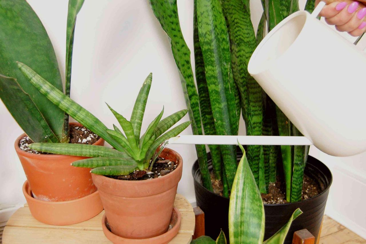 The Do’s and Don’ts of Watering Snake Plants