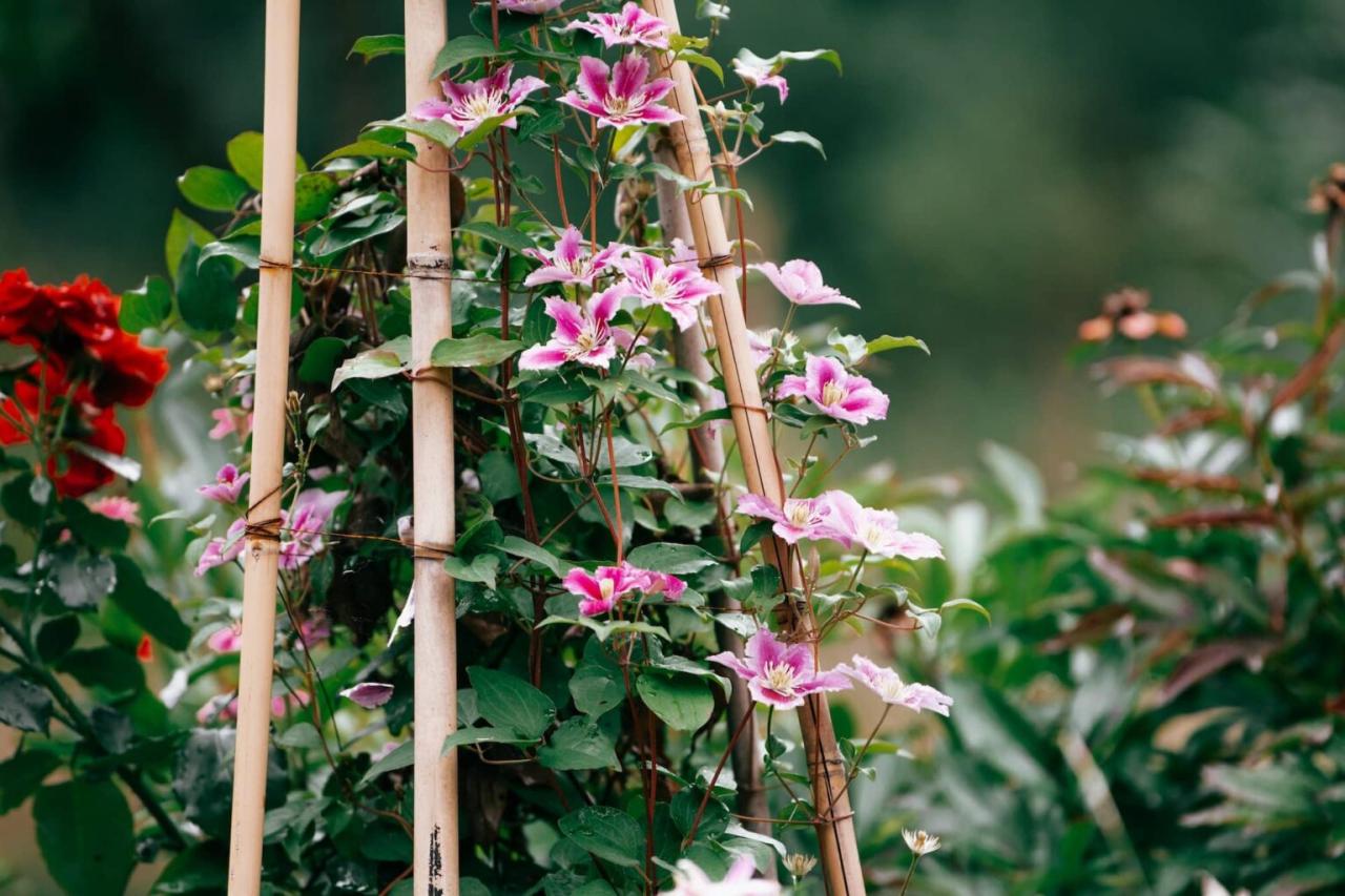 How to Achieve a Lush Clematis Garden with These Proven Techniques