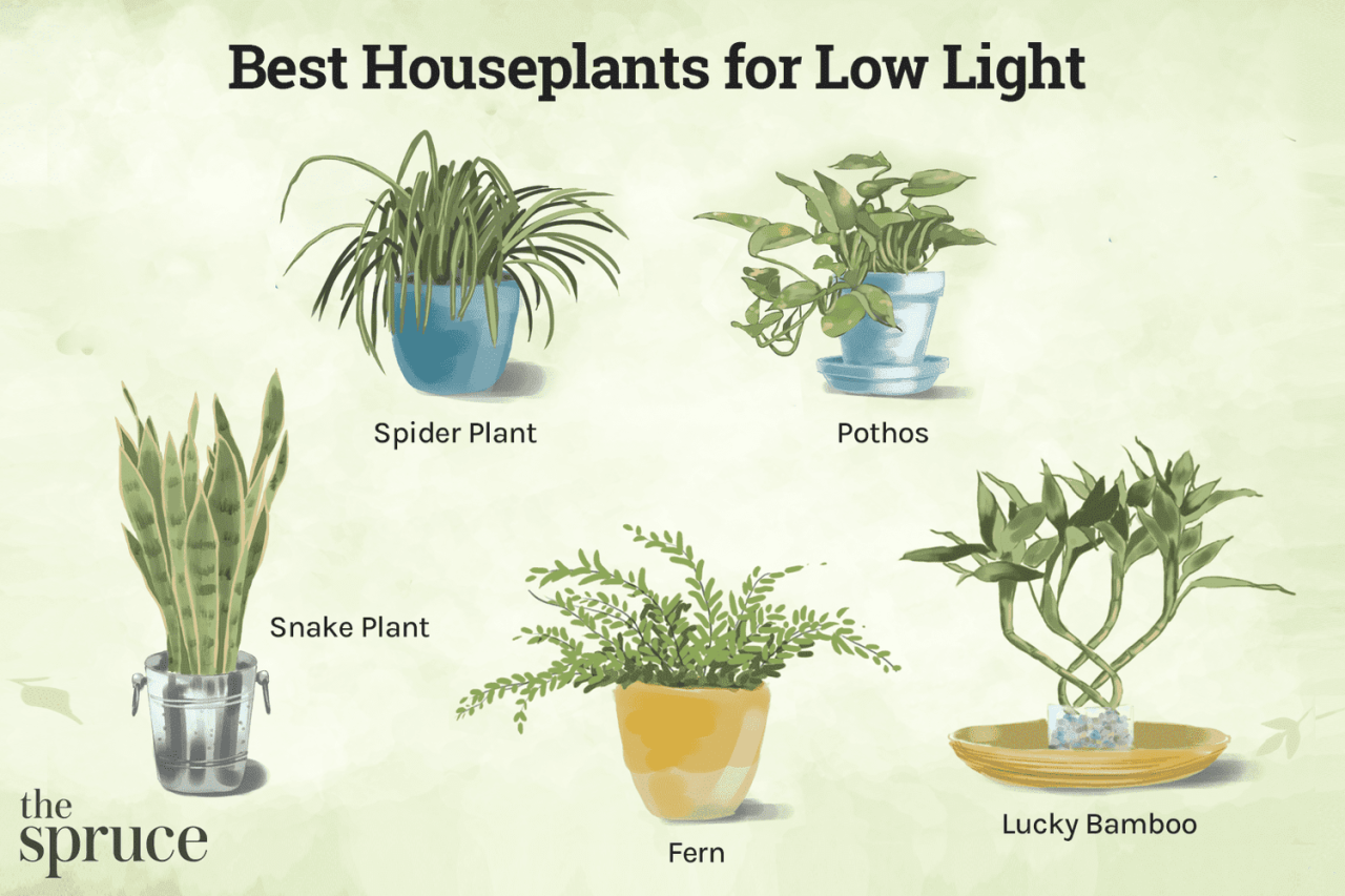 Best Lighting Conditions for Common Houseplants