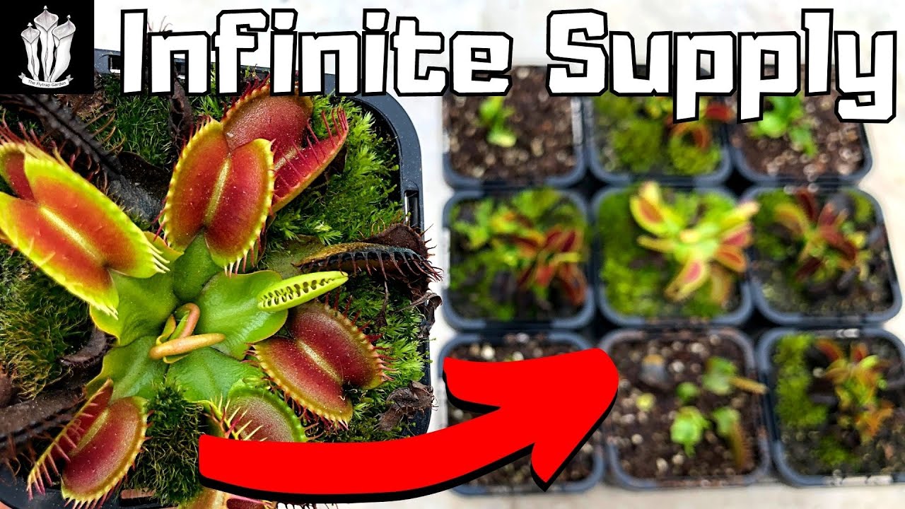 From One to Many: How to Propagate Venus Fly Traps Successfully