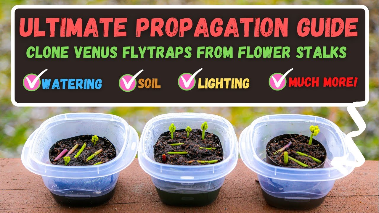 From One to Many: How to Propagate Venus Fly Traps Successfully