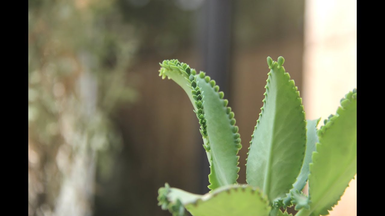 Your Complete Guide to Propagating Mother of Thousands Without Hassle