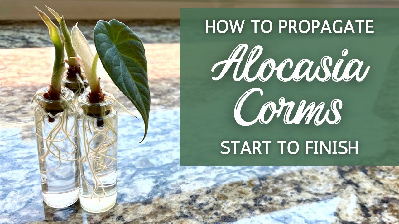 Master the Propagation Process: How To Propagate Alocasia Perfectly