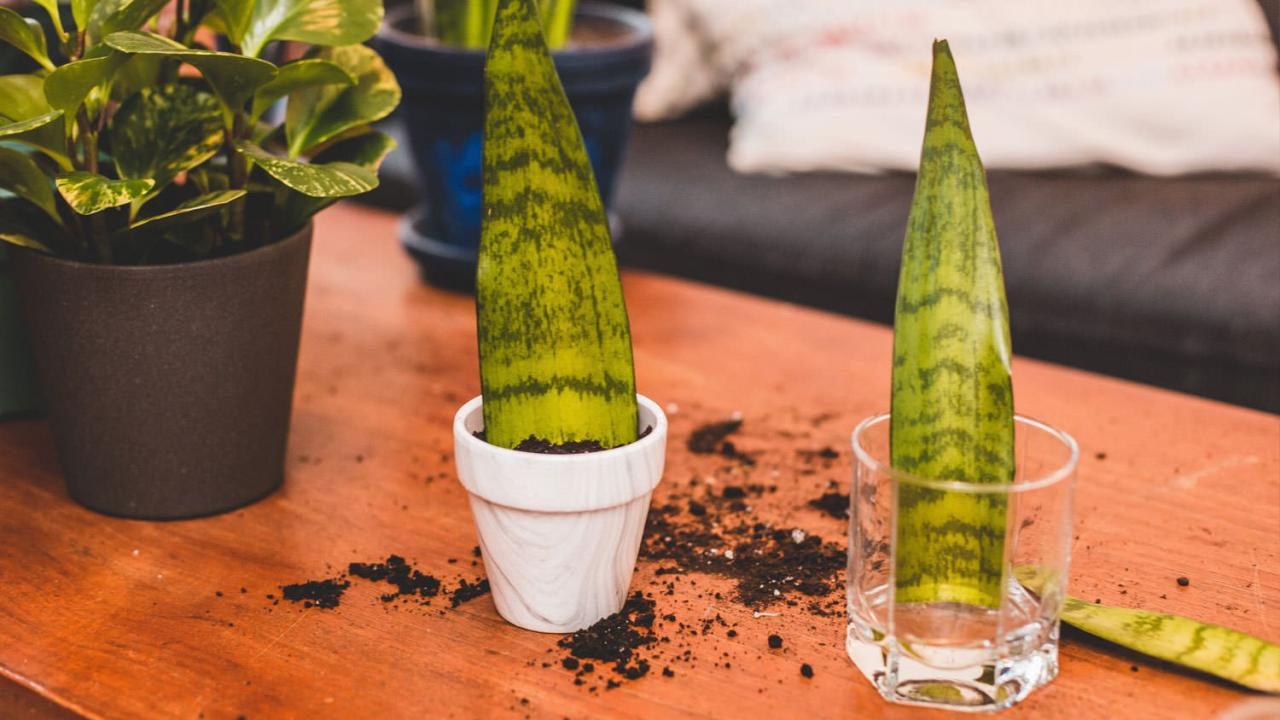 The Do’s and Don’ts of Watering Snake Plants