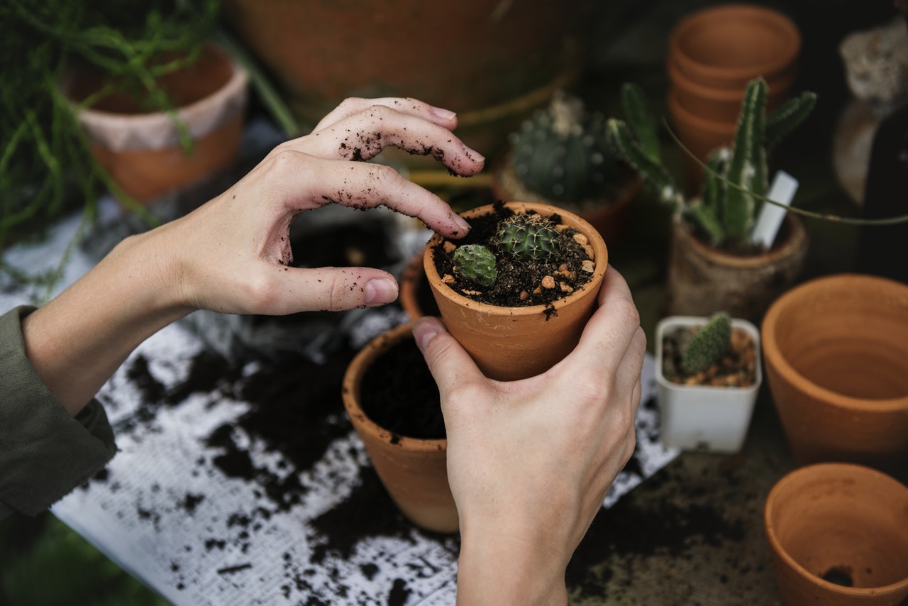 How to Choose the Right Soil for Beginner Houseplants